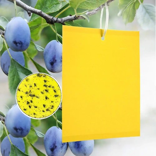 Pezzi trappole appiccicose - 50,