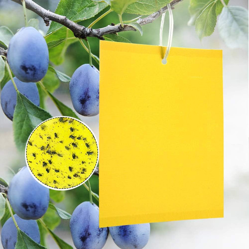 Trappole appiccicose - 20,