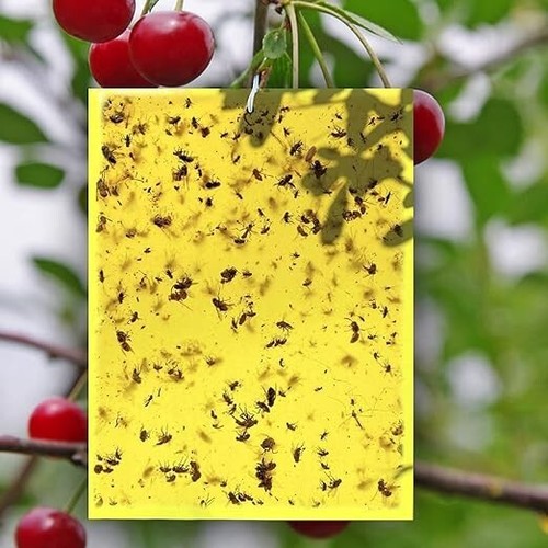 Trappole appiccicose pz - trappole,